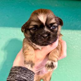 Hercules - Black gold and white male Shih Tzu puppy in Stroud, Oklahoma from Laik’s Little Shihtz & Poms