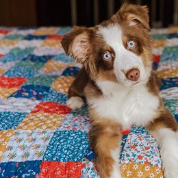 Australian Shepherds and German Shepherds from Zehn Meile Shepherds