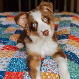 Australian Shepherds and German Shepherds from Zehn Meile Shepherds