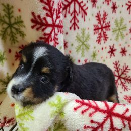 Toy Australian Shepherd Puppies from Beasley Acres Aussies