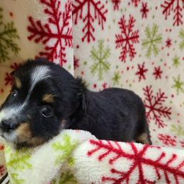 Toy Australian Shepherd Puppies from Beasley Acres Aussies