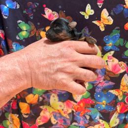 Sissy - Black and gold female Yorkshire Terrier puppy in Phoenix, Arizona from Coursey’s Yorkies