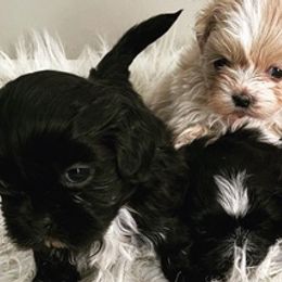 Shih Tzus from Pitcher Perfect Puppies