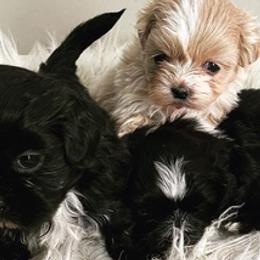 Shih Tzus from Pitcher Perfect Puppies