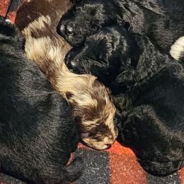 Aussiedoodle and Labrador Retriever Puppies from Stone Shoe Ranch Aussiedoodles