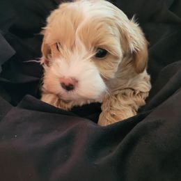 Assorted Doodle Crosses Puppies from Oasis Cotonpoos