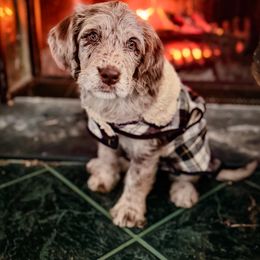 Bordoodle and Labradoodle Puppies from Howdy Doodles