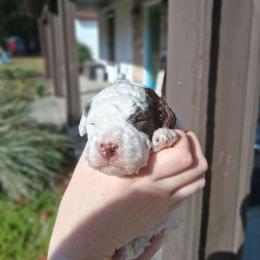 Eggnog - Brown and white female Bernedoodle puppy in Fort White, Florida from Jade