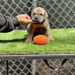 Tank - Gray and fawn male Cane Corso puppy in Pollock Pines, California from Capitol City Cane Corso