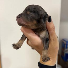 Kayce - Merle male Goldendoodle puppy in Horseshoe Bend, Idaho from Over the Moon Poodles and Doodles