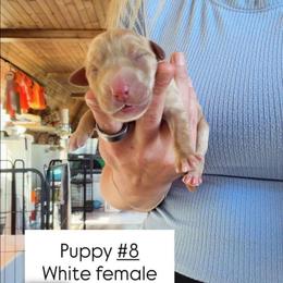 White Collar - Yellow female Labrador Retriever puppy in Sumerduck, Virginia from Cedar Mountain Retrievers