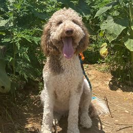 Winnie - Goldendoodle