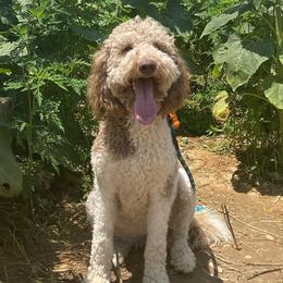 Winnie - Goldendoodle