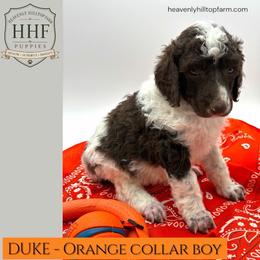 DUKE - Orange Collar Boy - Parti male Poodle puppy in Charlo, Montana from Heavenly Hilltop Farm