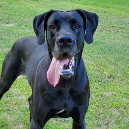 Great Danes from Victory Danes