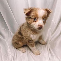 Miniature Australian Shepherd Puppies from AUSSOME AUSSIES