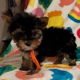 Phoebe - Blue and gold female Yorkshire Terrier puppy in Gatesville, Texas from KontryKritterz Yorkies