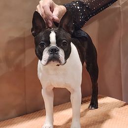 Reno - Boston Terrier