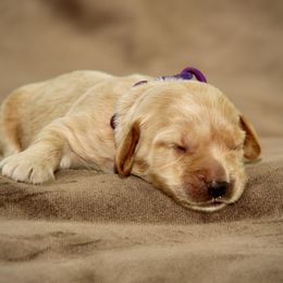 Elsa - Caramel female Australian Labradoodle puppy in Stanwood, Washington from Victoria Creek Australian Labradoodles