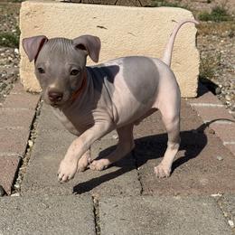 Crush - White and chocolate male American Hairless Terrier puppy in Arizona City, Arizona from Gaus Hof
