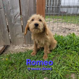 Romeo - Red male Labradoodle puppy in Genoa City, Wisconsin from Sakura Pups