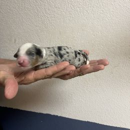 Edmund - Merle male Bernedoodle puppy in Waco, Texas from Doodles of Your Dreams (formerly Texana Doodles)