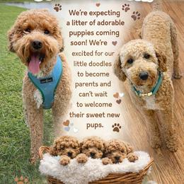 Goldendoodle puppies from Scenic City Doodles