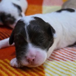Vixen - Brown and white female Cockapoo puppy in Calhoun, Georgia from Emerald J Doodles