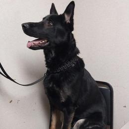 Cain - Bi-color male German Shepherd puppy in Motley, Minnesota from Von Thomson Haus