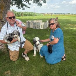 Miss Pink - Blue merle female Aussiedoodle puppy in Williamsburg, Iowa from Terry Lynn's Aussiedoodles/My Blue Dog Ranch