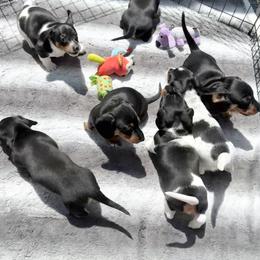 Dachshund Puppies from Sweet As Pie Doxies
