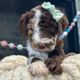 Cocoa - Merle female Goldendoodle puppy in Wyandotte, Oklahoma from Goldendoodles of NE OK