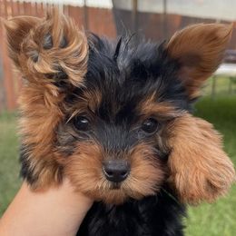 Yorkshire Terriers from Houstonyorkies