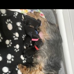 Yorkshire Terrier Puppies from Suttons Yorkies