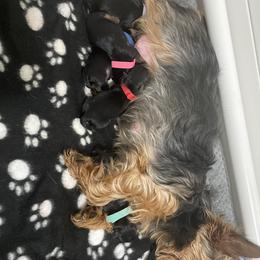 Yorkshire Terrier Puppies from Suttons Yorkies