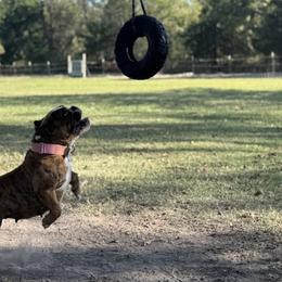 Bulldogs, Labrador Retrievers, and Rottweilers from Wright Way Retrievers