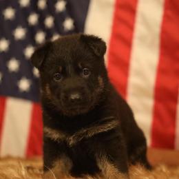 America - Black and tan female German Shepherd puppy in Philippi, West Virginia from Vom Haus Highlands