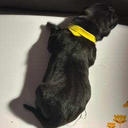Miracle City Yellow - Black female Cane Corso puppy in Conroe, Texas from Miracle City