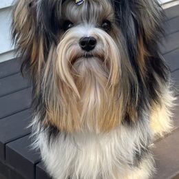 Johnny - Biewer Terrier