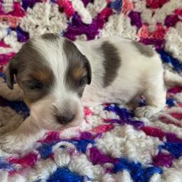 Dachshund Puppies from LPS weenies