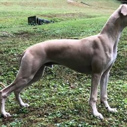 Whippet All Grown Up from Festiva Whippets