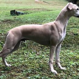 Whippet All Grown Up from Festiva Whippets