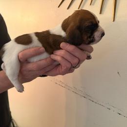 Arden - Mahogany and white female Basset Hound puppy in Cadillac, Michigan from Garrow Danes House of Blues