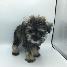 Miniature Schnauzer Puppies from Bear + Bean Schnauzer Farm