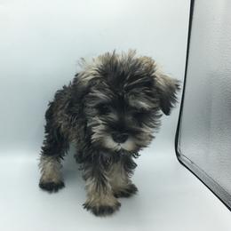 Miniature Schnauzer Puppies from Bear + Bean Schnauzer Farm