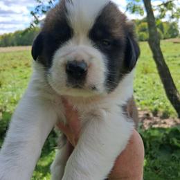 Dayton - Brown and white male Saint Bernard puppy in Kinsman, Ohio from Coleman Saint Bernards of Ohio