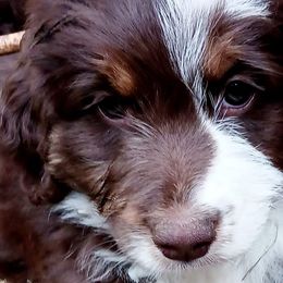Aussiedoodles from Leafy Acre Mini Farm