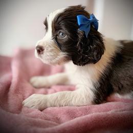 Blue Girl (Miss Blue) - Liver and white female English Springer Spaniel puppy in Spanish Fork, Utah from Orchard Hill English Springer Spaniels