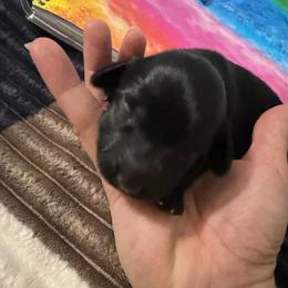 Twix - Black male Dachshund puppy in Erie, Michigan from Champagne’s Grinch Toe’d Dachshunds