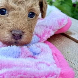 Poodle Puppies from Pet Guardian Smart Kennels, LLC